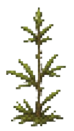 Moss stage 2