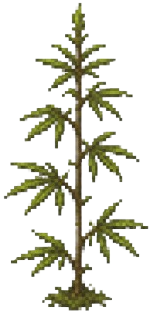 Harvestable moss